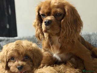 Cavapoo dogs for sale: Beautiful red cavapoo puppies for sale - Advert 1