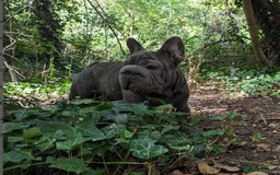 French Bulldog dogs for stud:  Elite Micro  Blue Frenchie Stud - Image 11