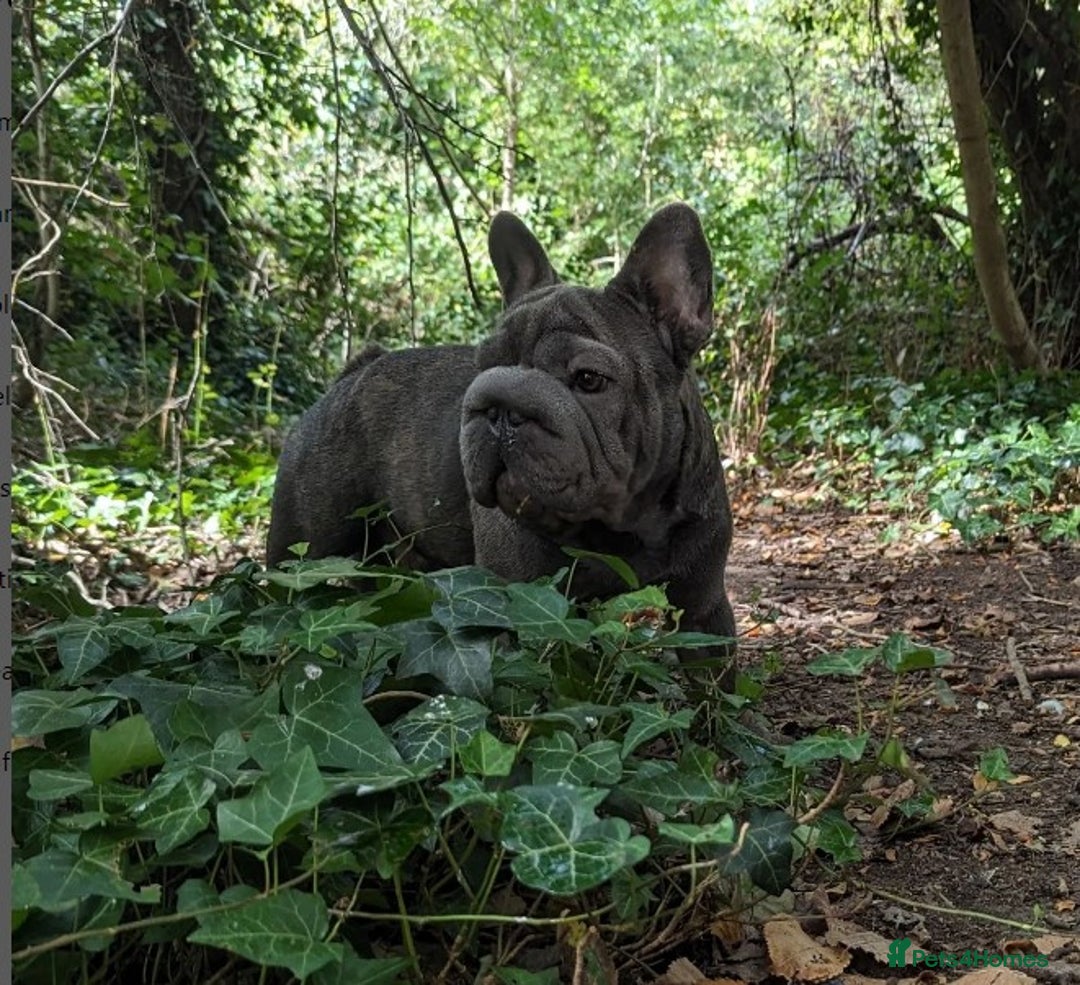French Bulldog dogs for stud:  Elite Micro  Blue Frenchie Stud - Image 11