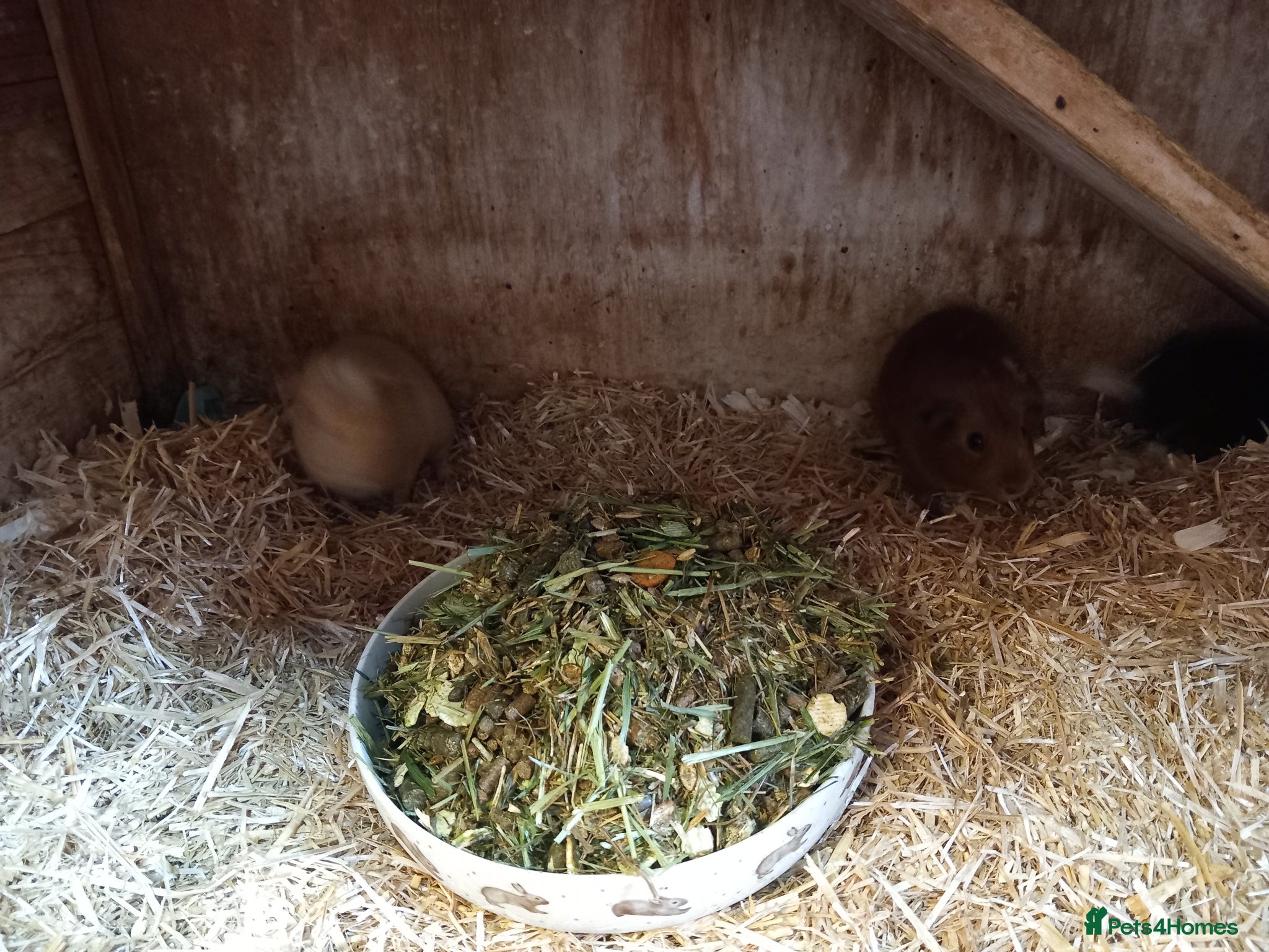 Guinea Pig rodents for sale: Baby guinea pigs for sale  - Advert 9