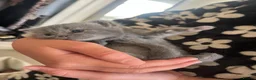 British Shorthair cats for sale: British shorthair cross kittens - Advert 7