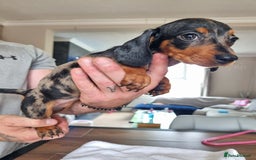 Dachshund dogs for sale: 4 beautiful miniature dachshunds. - Image 15