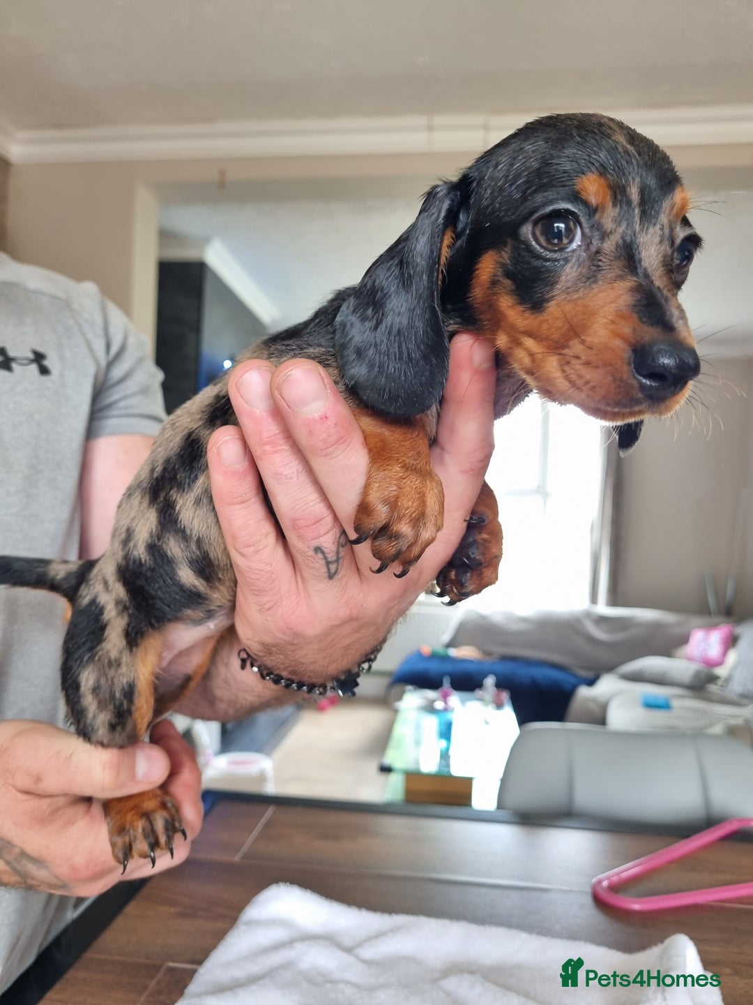 Dachshund dogs for sale: 4 beautiful miniature dachshunds. - Image 15