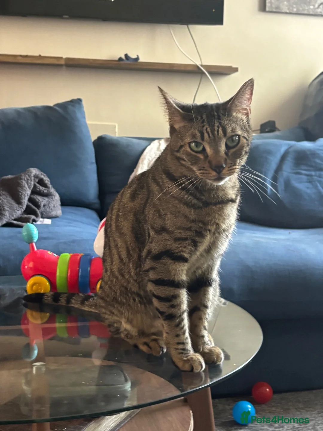 Mixed Breed cats for sale: Three Cats in Kidderminster - Advert 2