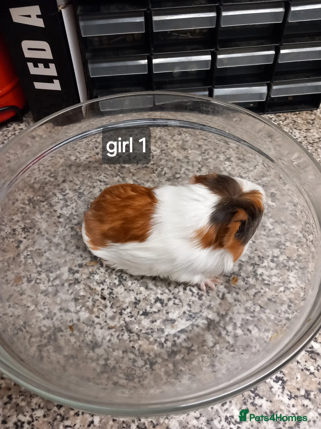 Guinea Pig rodents for sale: Baby guinea pigs ready now - Advert 1