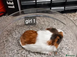 Guinea Pig rodents Baby guinea pigs ready now - Advert 1