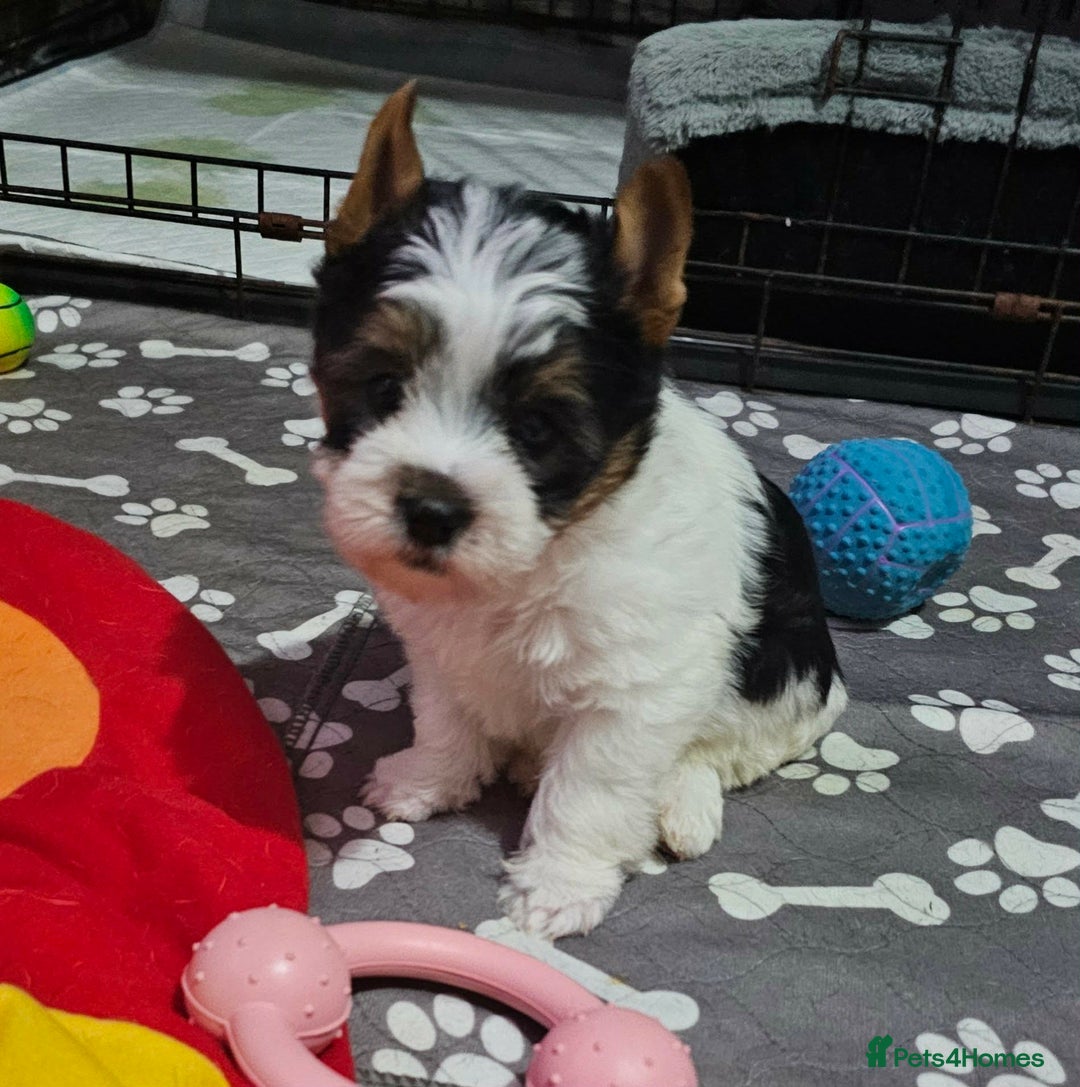 Yorkshire Terrier dogs for sale: 4 Adorable Yorkshire terrier pups  - Advert 4