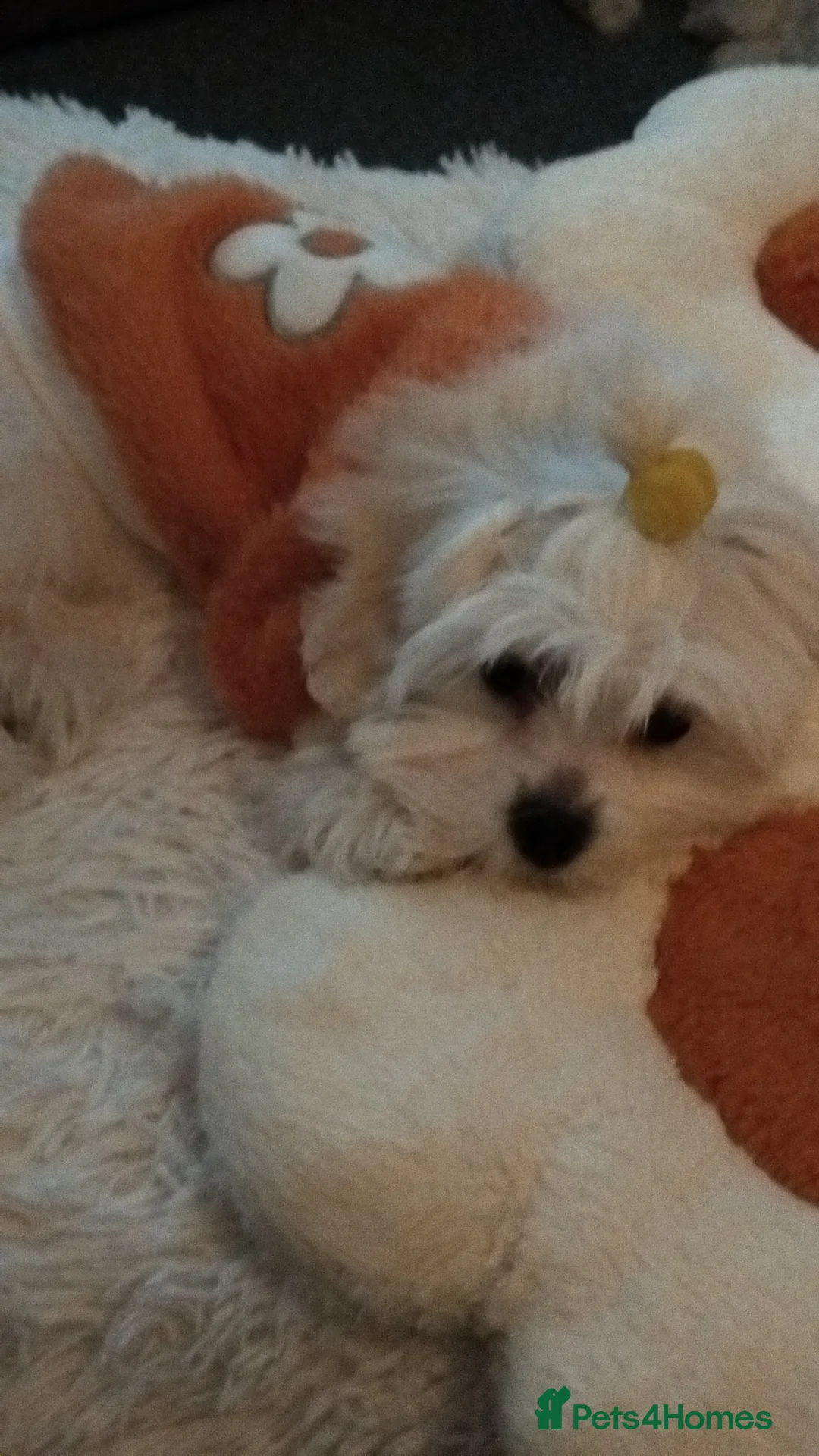 Maltese dogs for sale: Maltese toybreed - Advert 1