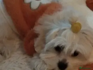 Maltese dogs Maltese toybreed - Advert 11