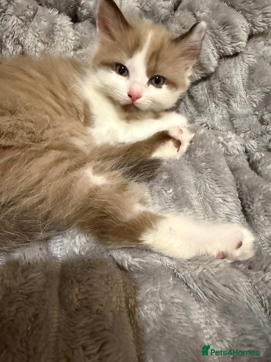 Ragdoll cats for sale: Stunning Ragdolls kittens available  - Advert 8