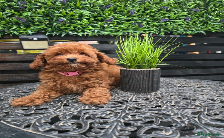 Toy Poodle dogs - Advert 3