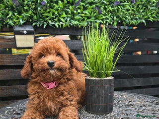 Toy Poodle dogs - Advert 27