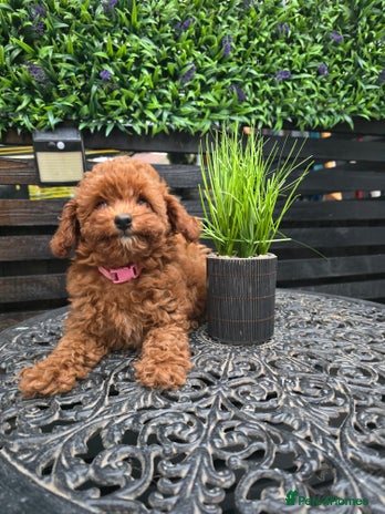 Toy Poodle dogs - Advert 3