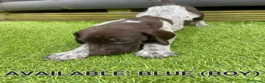German Shorthaired Pointer 1