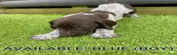 German Shorthaired Pointer dogs for sale: German shorthaired pointer puppies 5 weeks old in Swindon - Advert 5