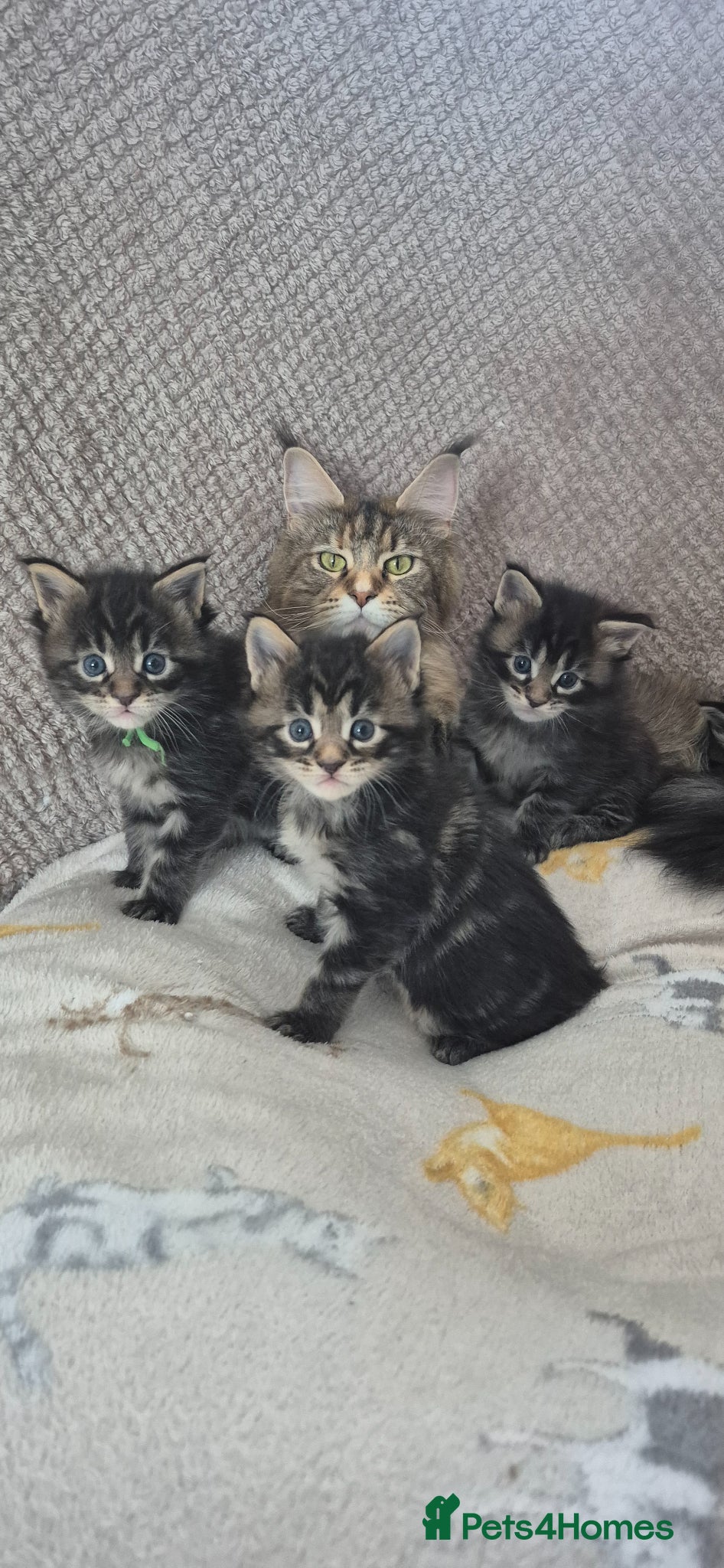 Maine Coon cats Gorgeous Maine Coons  - Advert 14