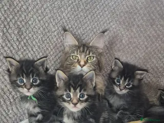 Maine Coon cats Gorgeous Maine Coons - Advert 14