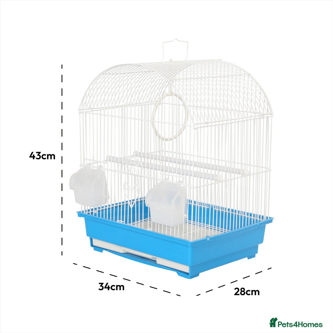 Lovebirds birds for sale: Beautiful Pair of Love Birds - Image 5