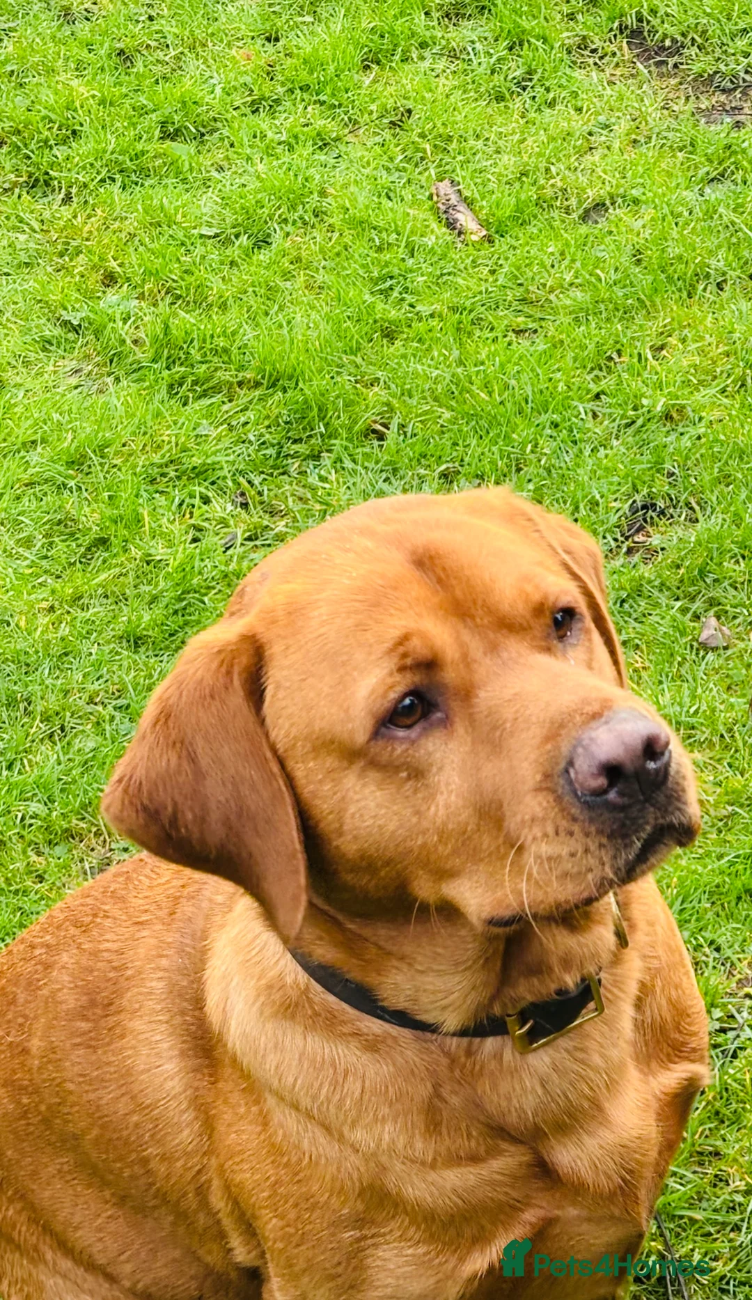 Labrador Retriever dogs for stud: Fox red proven Labrador stud - Advert 2