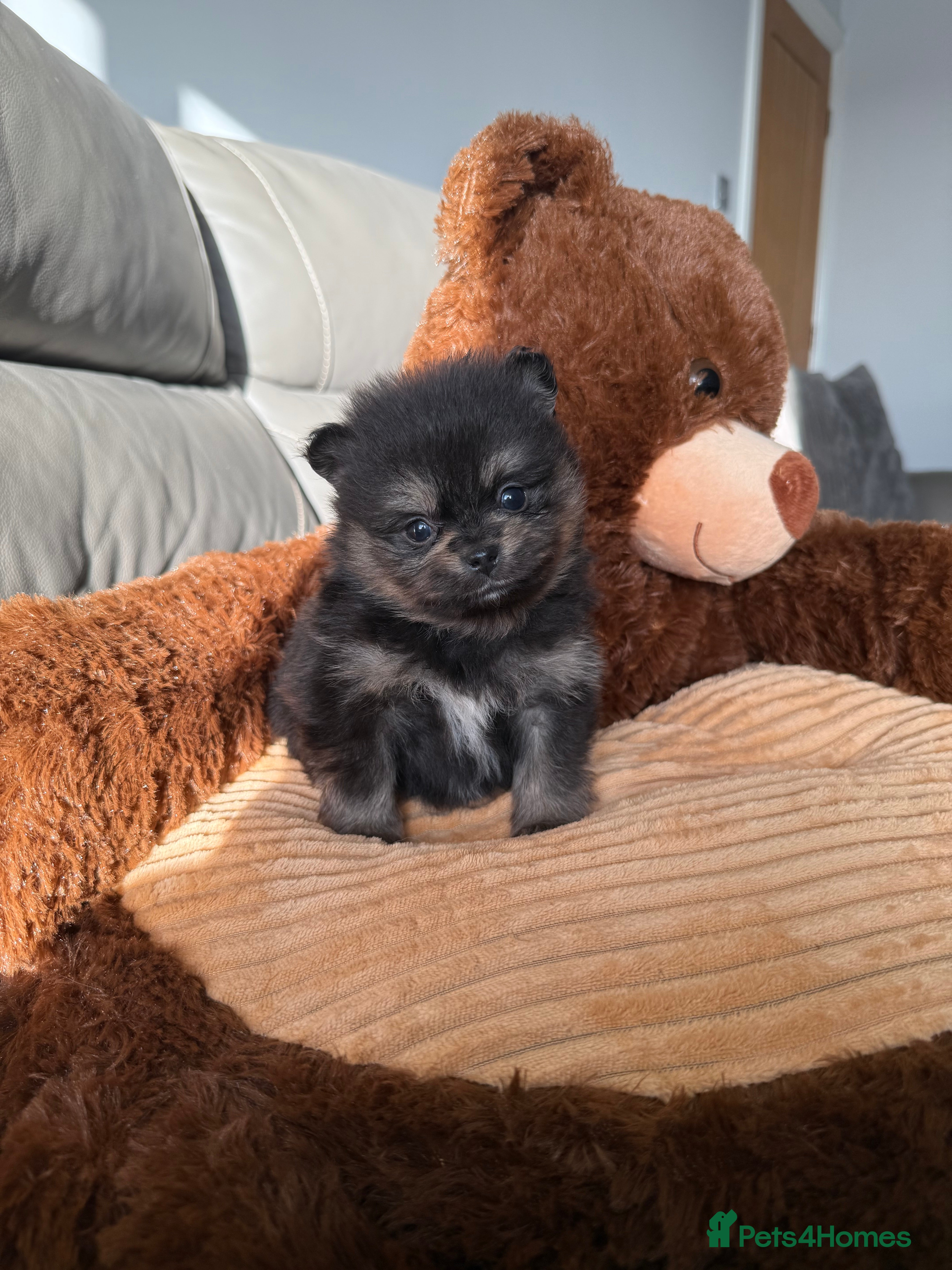 Pomeranian dogs One Black and tan girl 🖤🧡💖 - Advert 13