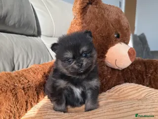 Pomeranian dogs One Black and tan girl 🖤🧡💖 - Advert 13