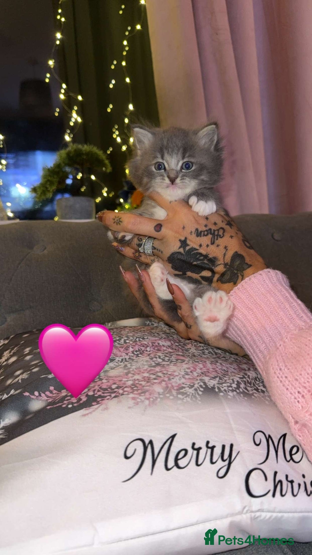 Persian cats for sale: Gorgeous Persian/Ragdoll Kittens 2Males &2Females  - Advert 5