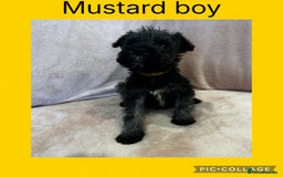 Miniature Schnauzer dogs for sale: Miniature Schnauzer Puppies  - Image 4