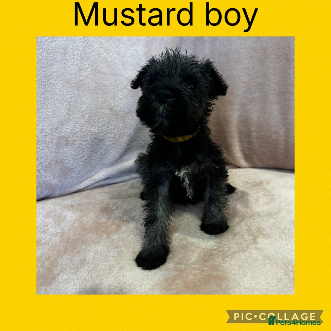 Miniature Schnauzer dogs for sale: Miniature Schnauzer Puppies  - Image 4