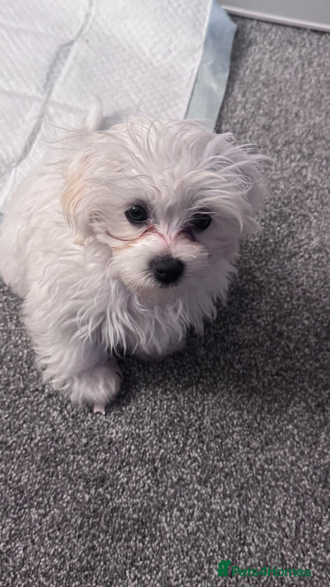 Maltese dogs Male Maltese - Advert 10