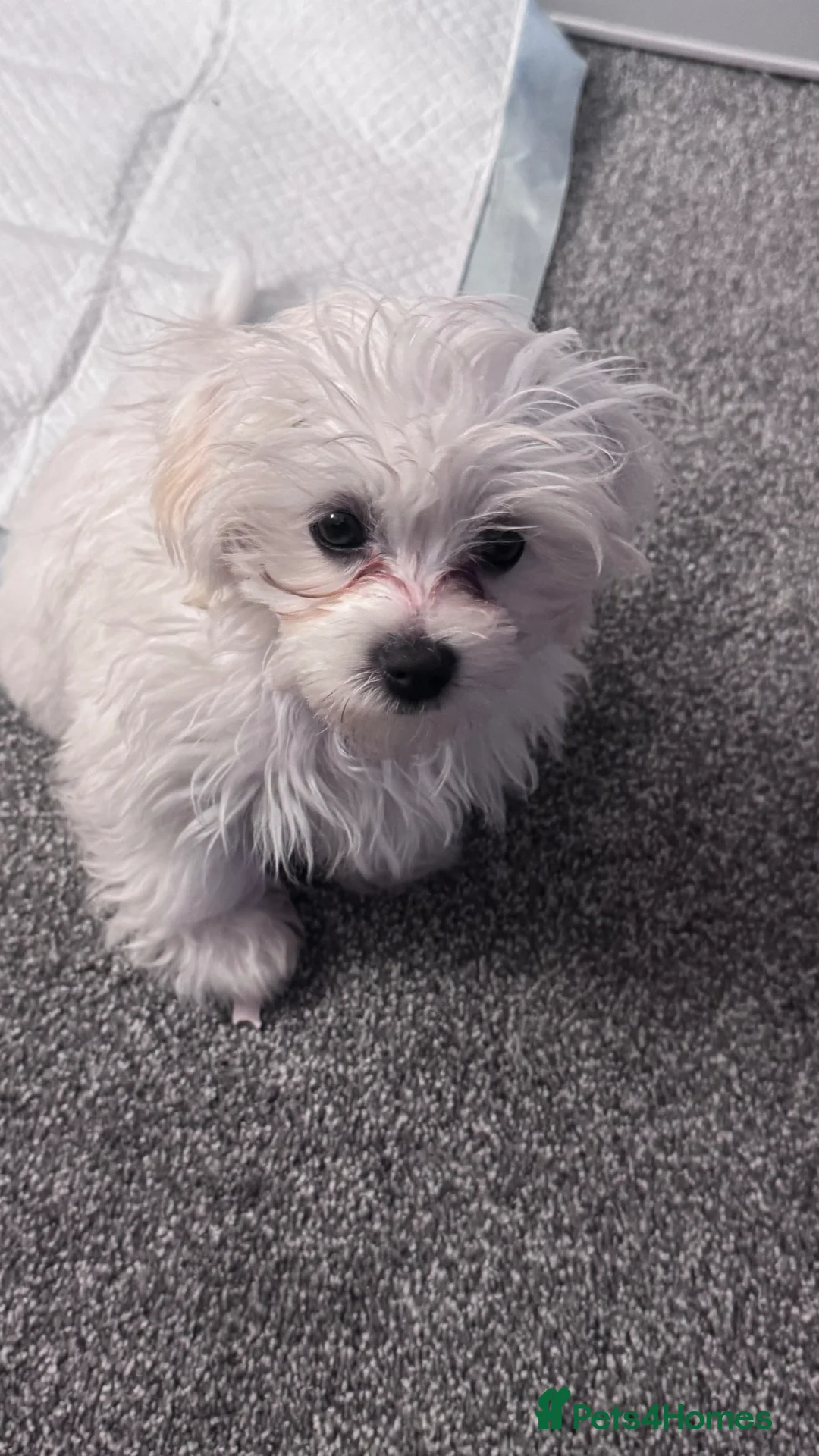 Maltese dogs for sale: Male Maltese - Advert 1