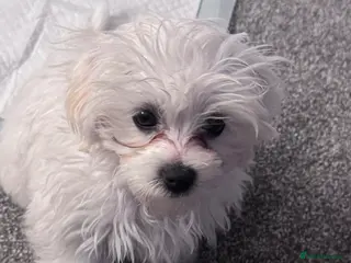 Maltese dogs Male Maltese - Advert 10