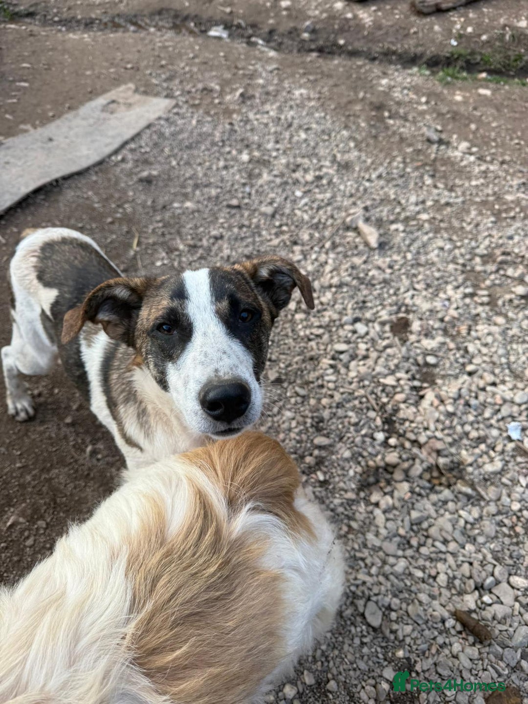 Mixed Breed dogs for adoption: Benson is looking for a dog friend! - Advert 8