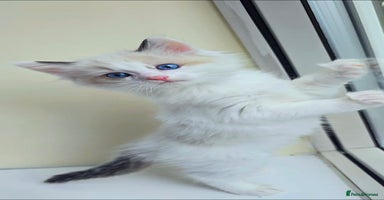Ragdoll cats - Advert 6