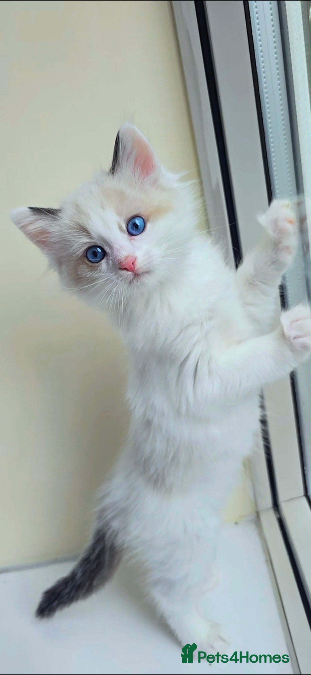 Ragdoll cats for sale:  3 Ragdoll kittens looking for loving homes - Image 3