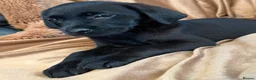 Goldador dogs for sale: Stunning black goldador puppies - Advert 7