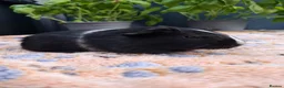 Guinea Pig rodents for sale: Swiss, Cali, Self Black & Smooth Baby Guinea Pigs - Advert 12