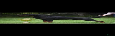 Rottweiler 1