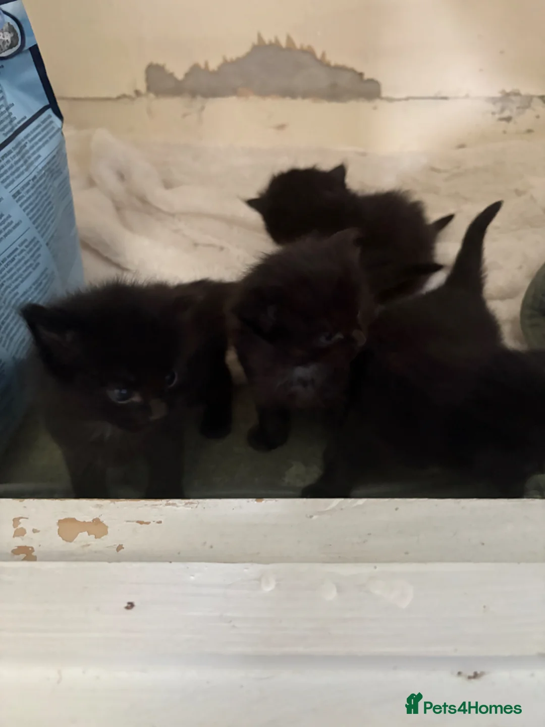 Ragdoll cats for sale: Cross rag dolls in Sunderland - Advert 7