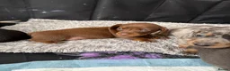 Miniature Dachshund dogs for sale: Miniature Daschunds - Advert 9