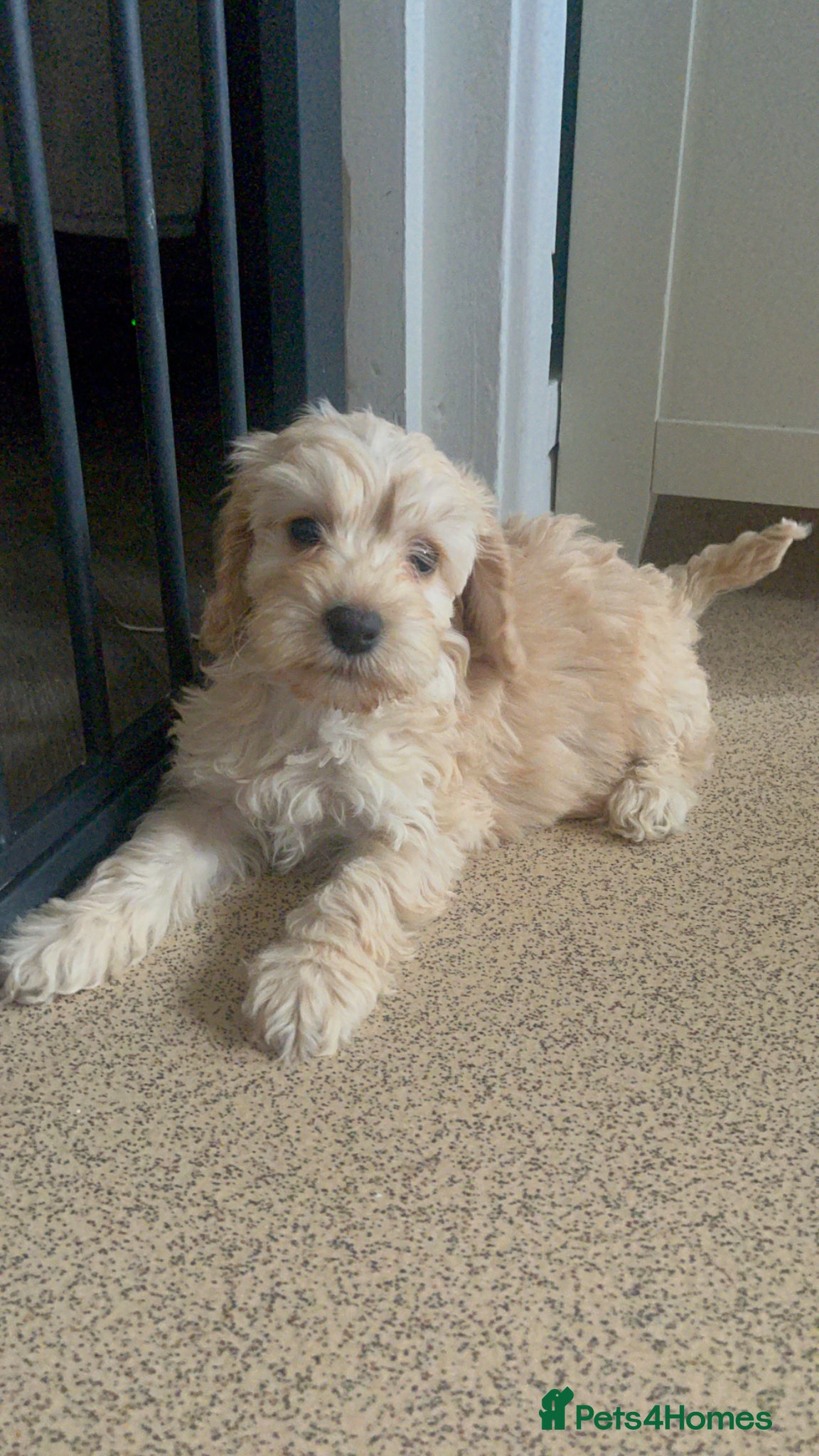 Cockapoo dogs Narla female cockerpoo  - Advert 2