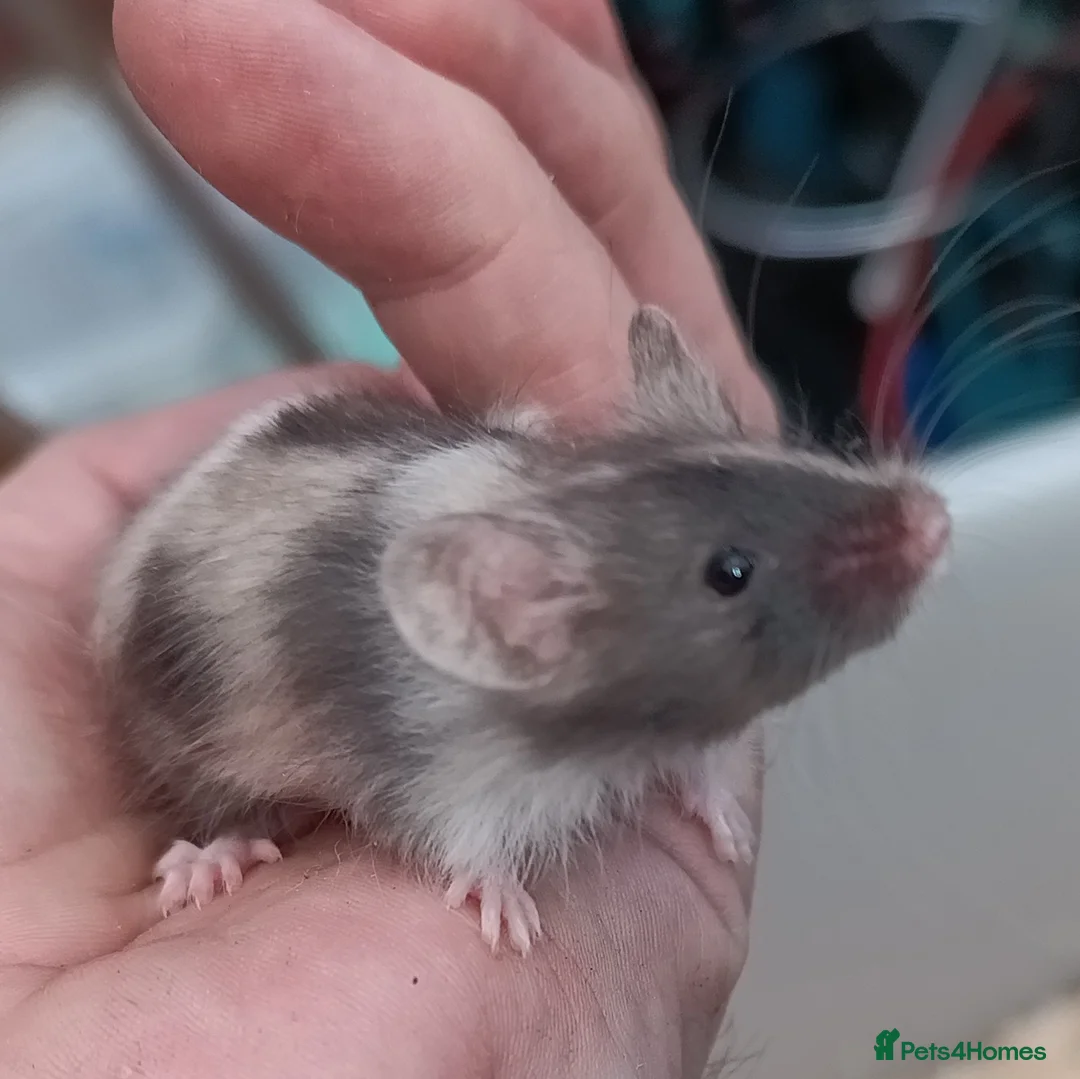 Mouse rodents for sale: Calm and friendly mice available  - Advert 2