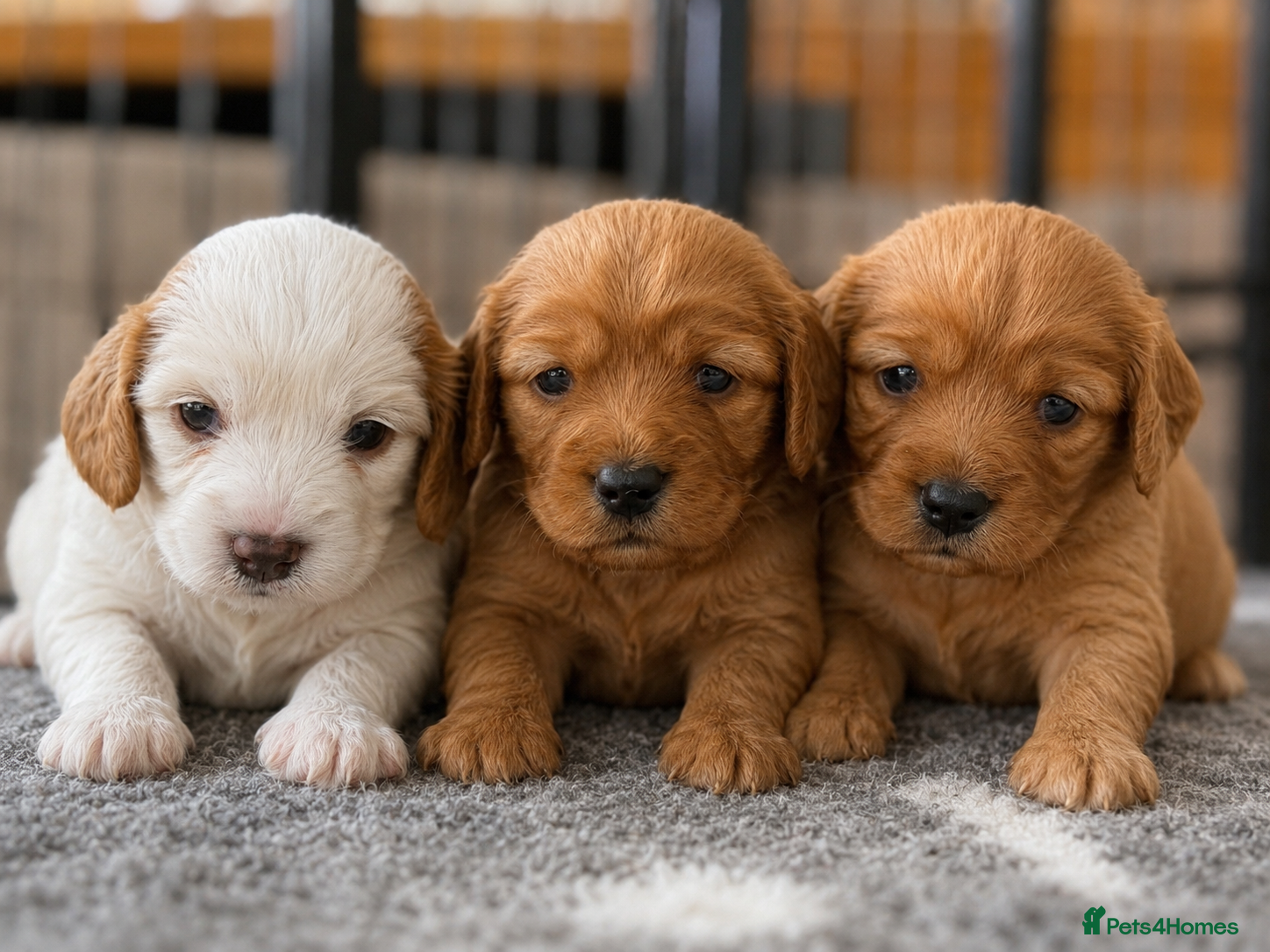 Mixed Breed dogs 3 Beautiful Cavapoochon Girls - Advert 1