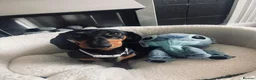 Miniature Dachshund dogs for sale: Miniature Dachshund Puppies - Advert 4