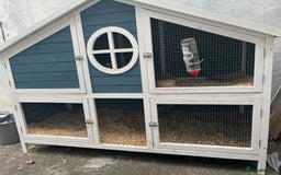 Guinea Pig rodents for sale: 2 female guinea pigs + hutch  - Image 3