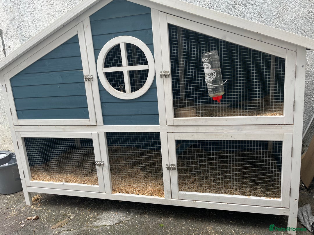 Guinea Pig rodents for sale: 2 female guinea pigs + hutch  - Image 3