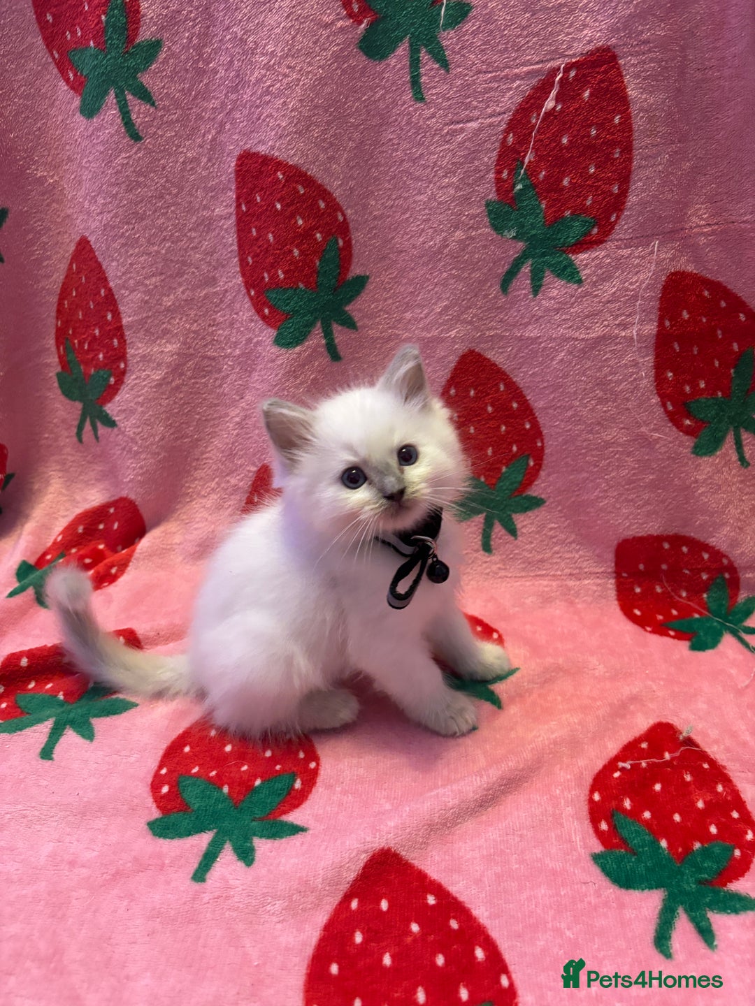 Ragdoll cats for sale: GCCF ACTIVE Registered Ragdoll Kittens  - Image 13