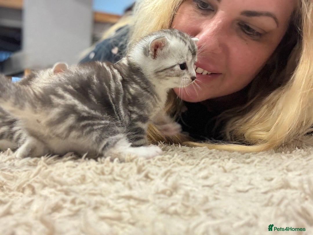 British Shorthair cats for sale: Beautiful British Shorthair Cross Kittens - Image 8