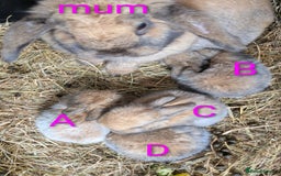 Mini Lop rabbits for sale: 4 mini lop baby rabbits!  - Image 5