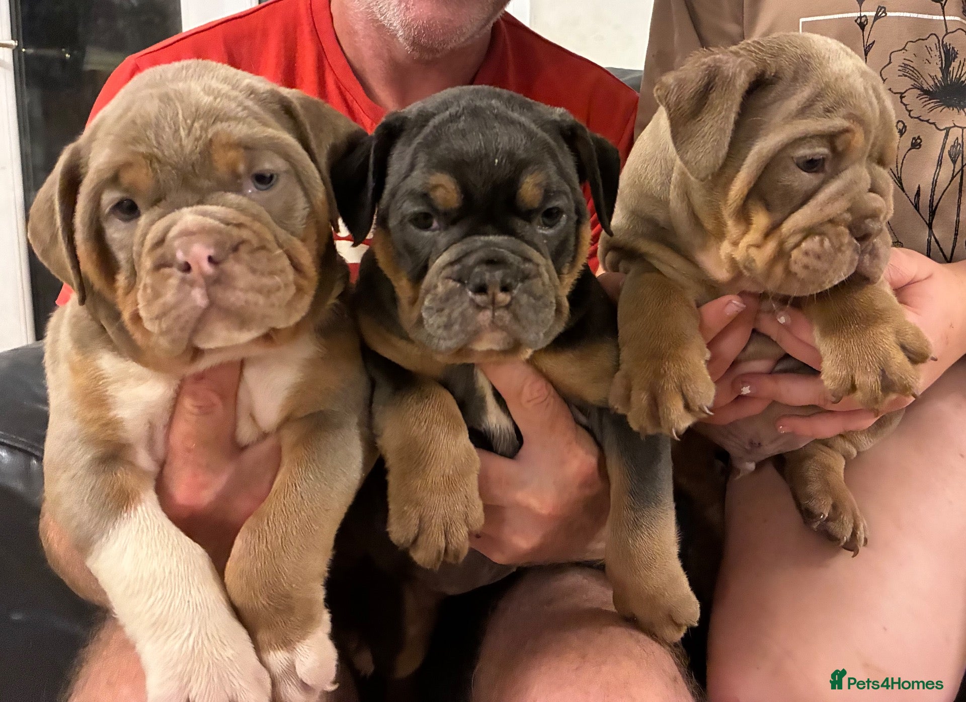 Olde English Bulldogge dogs 5* bloodline old English bulldogs  - Advert 1