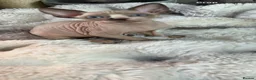 Sphynx cats for sale: Sphynx canadian kittens ready niw  - Advert 6